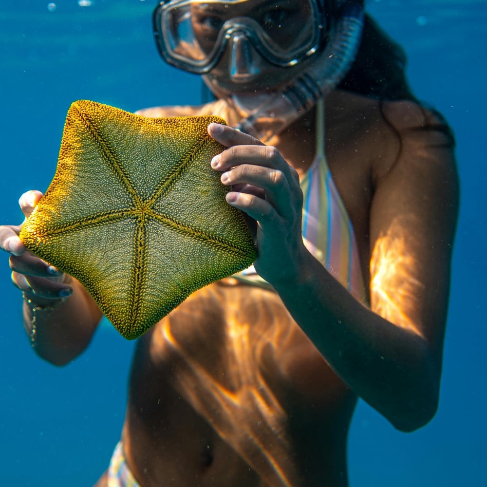A woman snorkeling underwater in a striped bikini, holding a large cushion sea star up to the camera.
